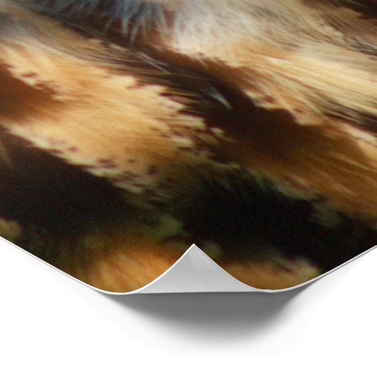 Poster d'hibou (Coin)