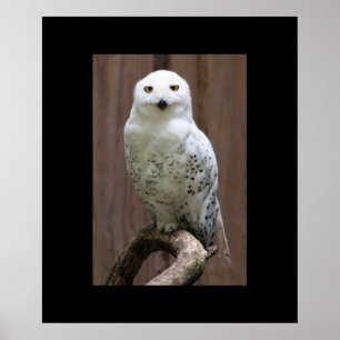 Poster d'hibou