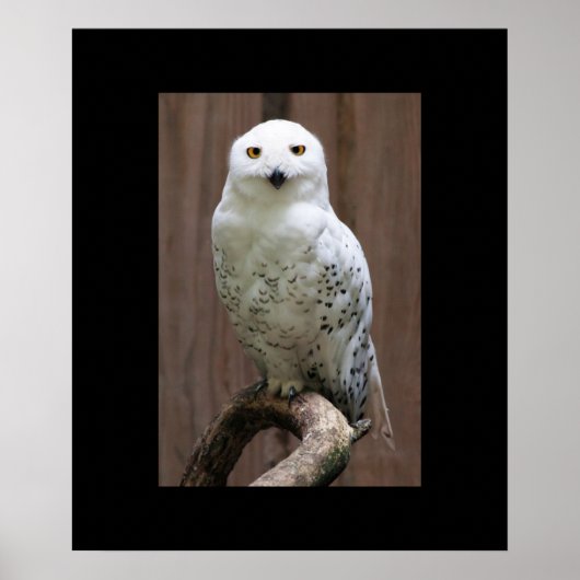 Poster d'hibou (Devant)