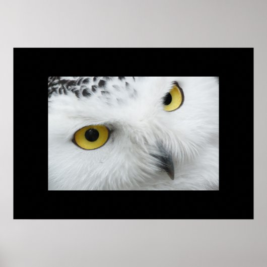 Poster d'hibou (Devant)