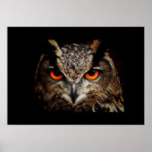 Poster d'hibou (Devant)