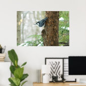 Poster d'hiver Nuthatch à poitrine blanche (Bureau à domicile)