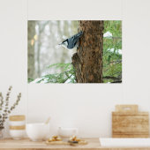 Poster d'hiver Nuthatch à poitrine blanche (Cuisine)