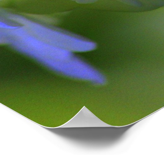 Poster d'Hydrangea (Coin)