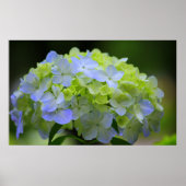 Poster d'Hydrangea (Devant)