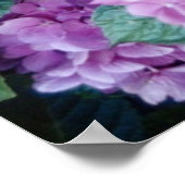 Poster d'Hydrangea (Coin)