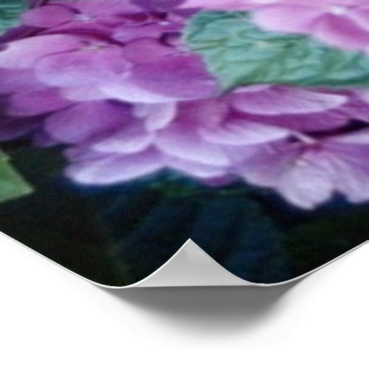 Poster d'Hydrangea (Coin)
