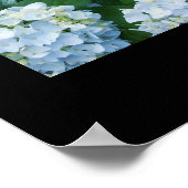 Poster d'Hydrangeas (Coin)