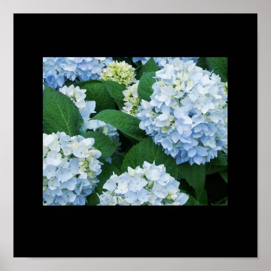 Poster d'Hydrangeas (Devant)
