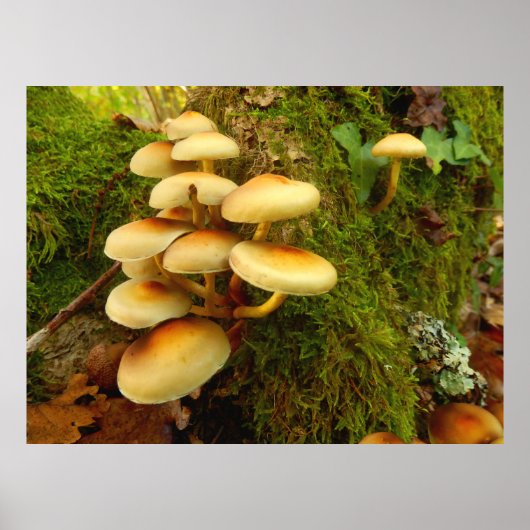 Poster d'hypholoma fasciculare (Devant)