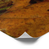 Poster d'hypholoma fasciculare (Coin)