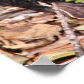 Poster Diable de Tasmanie, Australie (Coin)