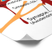 Poster Diagram Complete Neuron Cell Nerve Nervous System  (Coin)