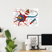 Poster Diagram Complete Neuron Cell Nerve Nervous System  (Bureau à domicile)