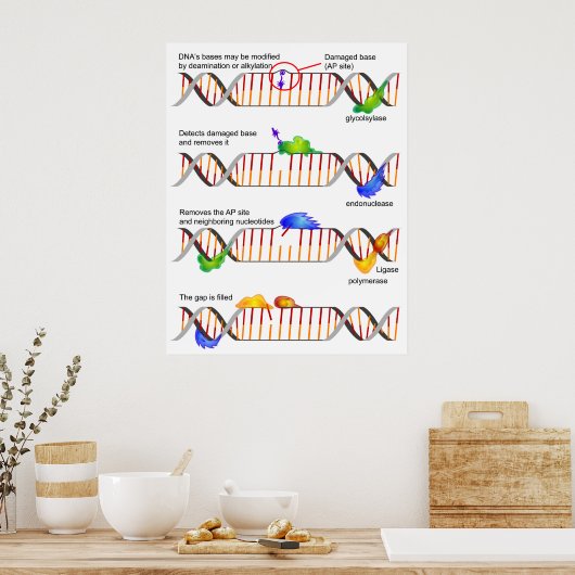 Poster Diagram of a Simple DNA Base Excision Repair (Cuisine)