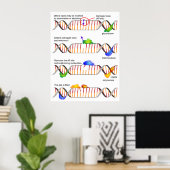 Poster Diagram of a Simple DNA Base Excision Repair (Bureau à domicile)