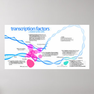 Poster Diagram of gene transcription factors