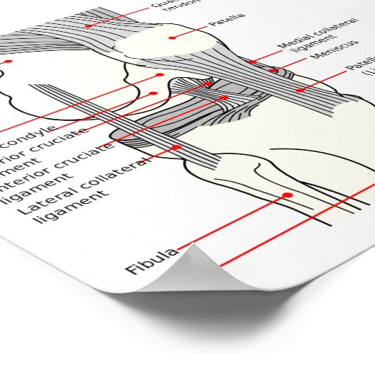 Poster Diagramme anatomique articulation du genou (Coin)
