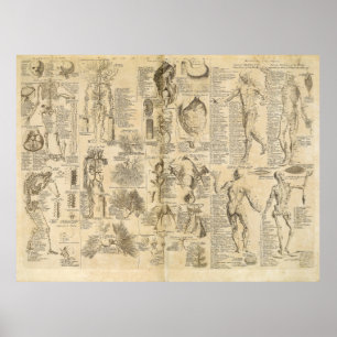 Poster Diagramme anatomique de Cyclopaedia 1728