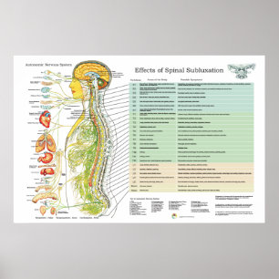 Poster Diagramme ANNA des nerfs épineux de subbluxe chiro