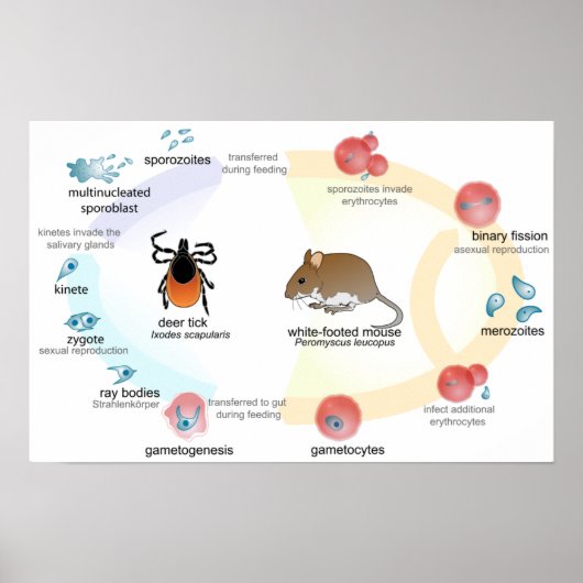 Poster Diagramme Babesia microti cycle de vie (Devant)