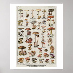 Poster Diagramme botanique de champignons