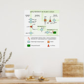 Poster Diagramme botanique de magnésium dans les cellules (Cuisine)