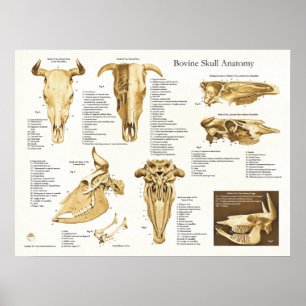 Poster Diagramme bovin d'anatomie de crâne de vache