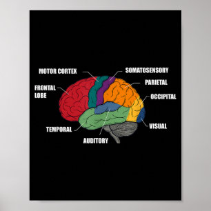 Poster Diagramme coloré de l'anatomie du cerveau