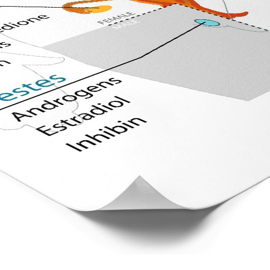 Poster Diagramme complet du système endocrinien humain (Coin)