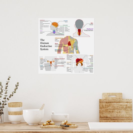Poster Diagramme complet du système endocrinien humain (Cuisine)