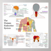 Poster Diagramme complet du système endocrinien humain (Devant)