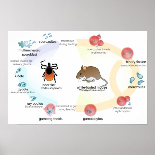 Poster Diagramme d'affiche cycle de vie de Babesia microt (Devant)