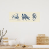 Poster Diagramme d'anatomie de l'oreille humaine (Cuisine)