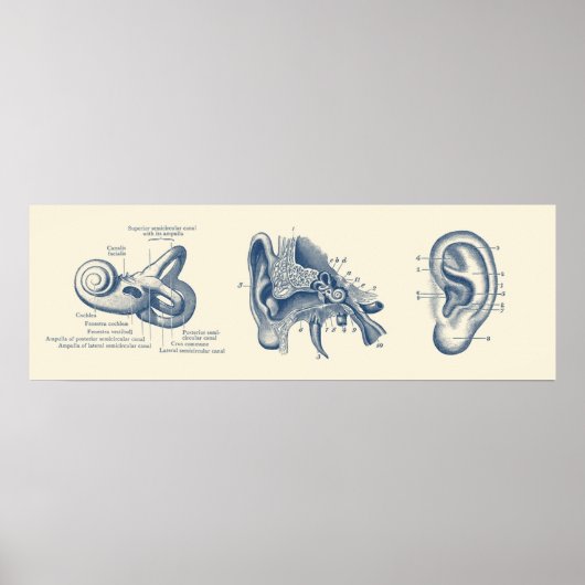 Poster Diagramme d'anatomie de l'oreille humaine (Devant)