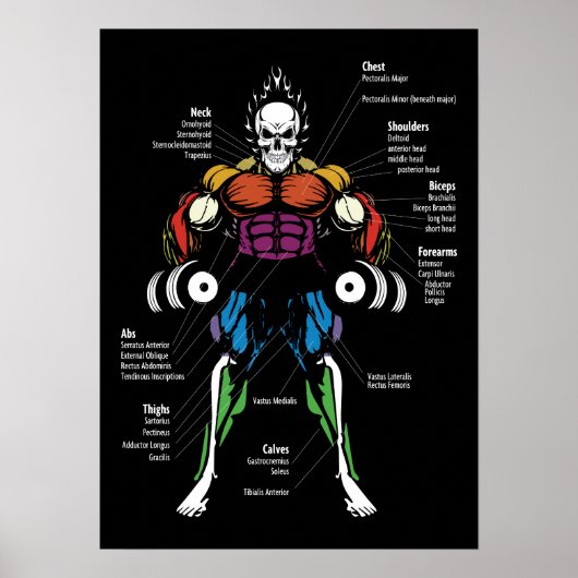Poster Diagramme d'anatomie - Exercice de gym (Devant)