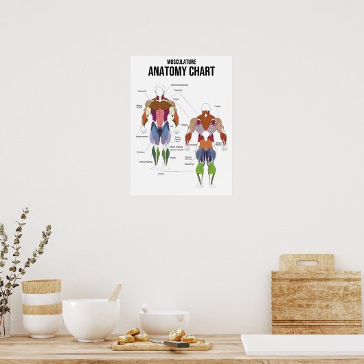 Poster Diagramme d'anatomie musculaire - Diagramme muscul (Cuisine)