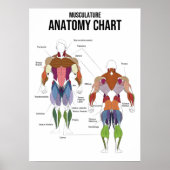 Poster Diagramme d'anatomie musculaire - Diagramme muscul (Devant)