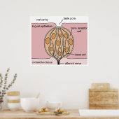 Poster Diagramme de base d'un bourgeon de goût humain de  (Cuisine)