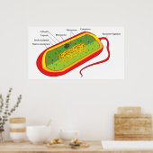 Poster Diagramme de base d'une cellule bactérienne Prokar (Cuisine)