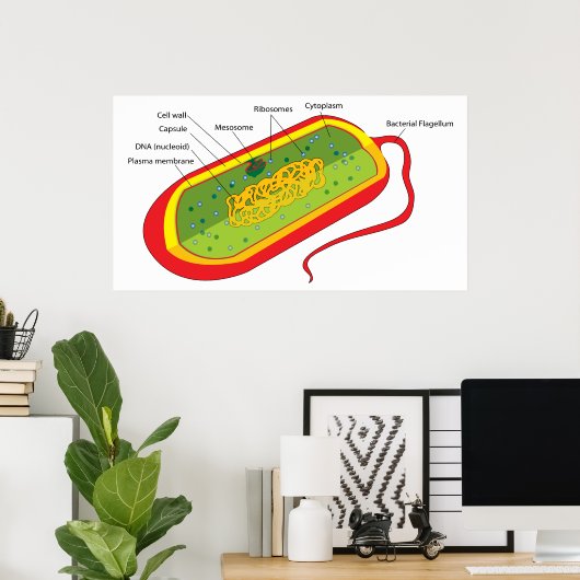 Poster Diagramme de base d'une cellule bactérienne Prokar (Bureau à domicile)