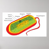 Poster Diagramme de base d'une cellule bactérienne Prokar (Devant)