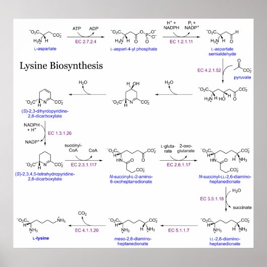 Poster Diagramme de biosynthèse de Lysine (Devant)