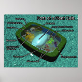 Poster Diagramme de cellule Plante 3D (Devant)