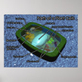 Poster Diagramme de cellule Plante 3D (Devant)