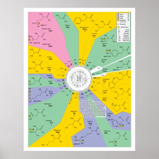 Poster Diagramme de code génétique montrant les résidus d (Devant)