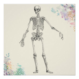 Poster diagramme de fleur squelette de l'anatomie médical