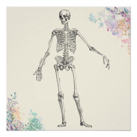 Poster diagramme de fleur squelette de l'anatomie médical (Devant)