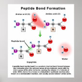 Poster Diagramme de formation de liaison Peptid (Devant)