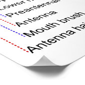 Poster Diagramme de la larve d'un moustique culex restuan (Coin)